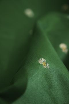 Bottle Green Katan Silk Banarasi Saree